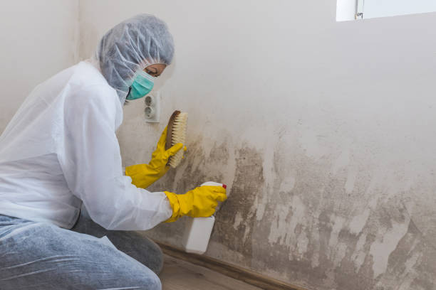 Why You Should Choose Our Mold Remediation Services in Fox Point, WI